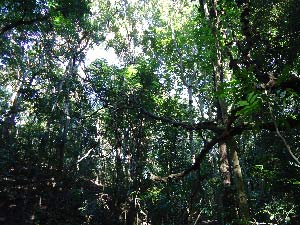 Udawattakele Sanctuary, Kandy