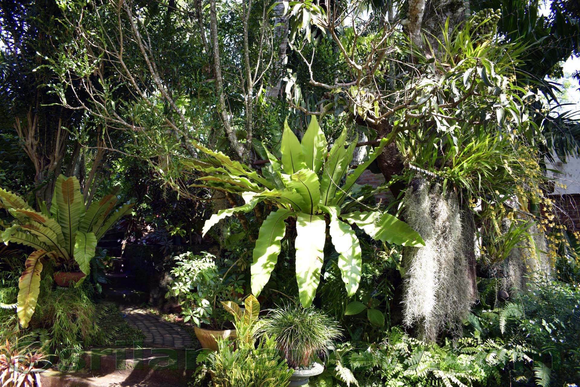 Sri Lanka Home Garden Plants Fasci Garden