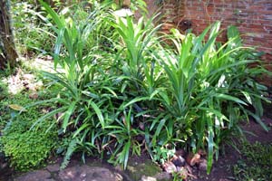 Rampe-Pandan leaf-Pandanus amaryllifolius plants grown in the garden