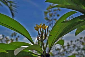 Araliya flower of yellow-white colors. Also called as Frangipani, Plumeria or Temple Flower 