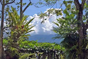 Allspice tree and a Clove-Karabuneti tree frames the Knuckles mountain range covered with mist seen from the garden