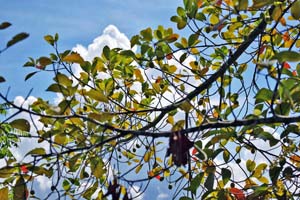 Veralu-Ceylon olive-Elaeocarpus serratus tree with fruits in the garden