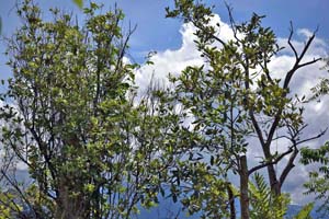 Kohomba-Neem-Azadirachta indica tree and Spice tree on a clear sunny day