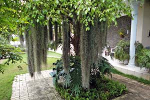 Kiri Nuga tree and hanging Old mans beards-Air plants