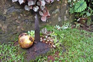 Pol ula or the coconut husk removing metal apparatus in the garden corner