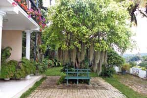 Under the shade of the Kiri Nuga tree is the garden seat