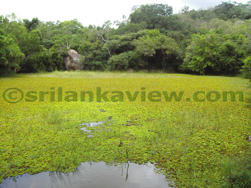 Beautiful view of the pond between Vedahala and Bodhigharaya.