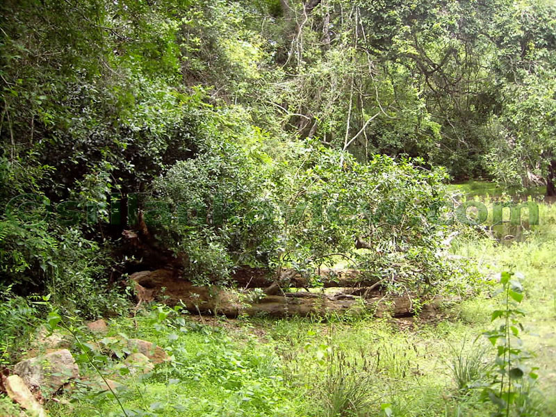 The Pond.