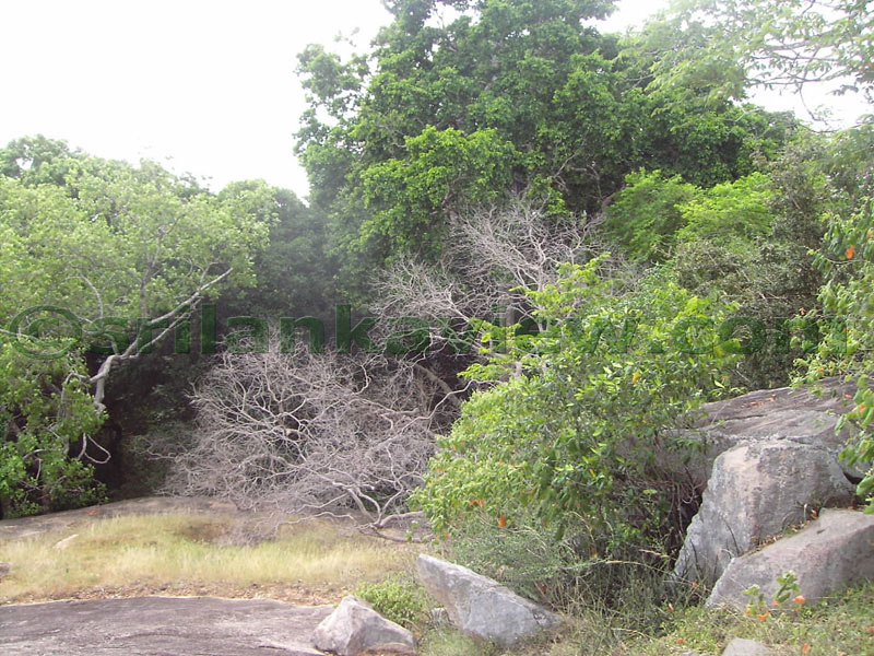 A view from Rock surface.