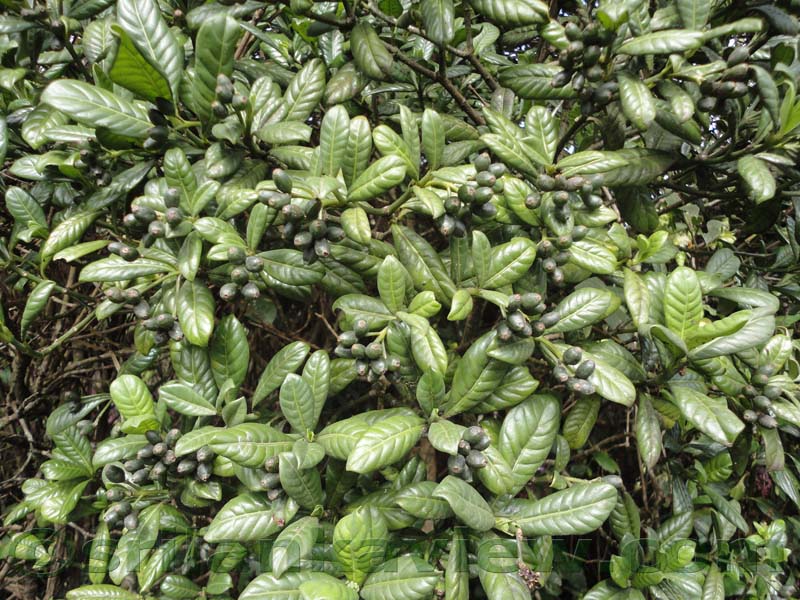 Horton Plains National Park and vicinity