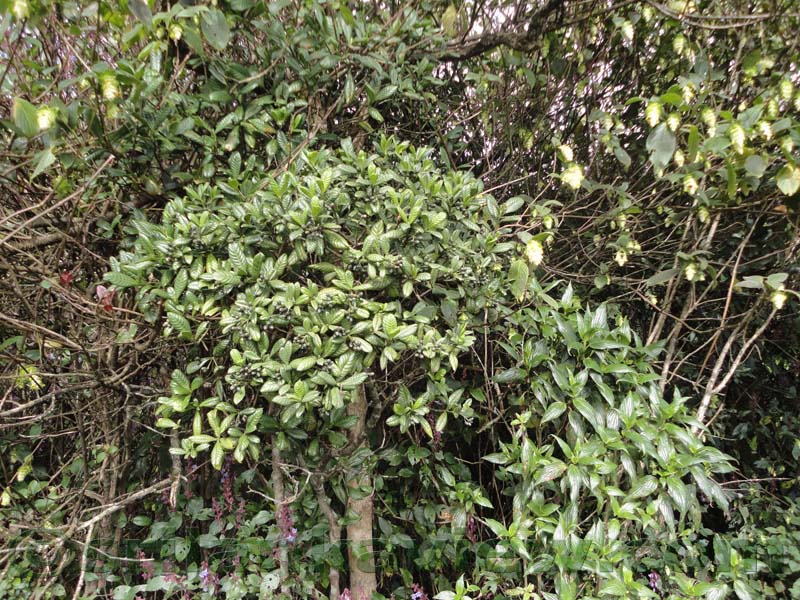 Horton Plains National Park and vicinity