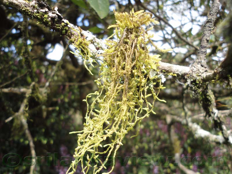 Horton Plains National Park and vicinity
