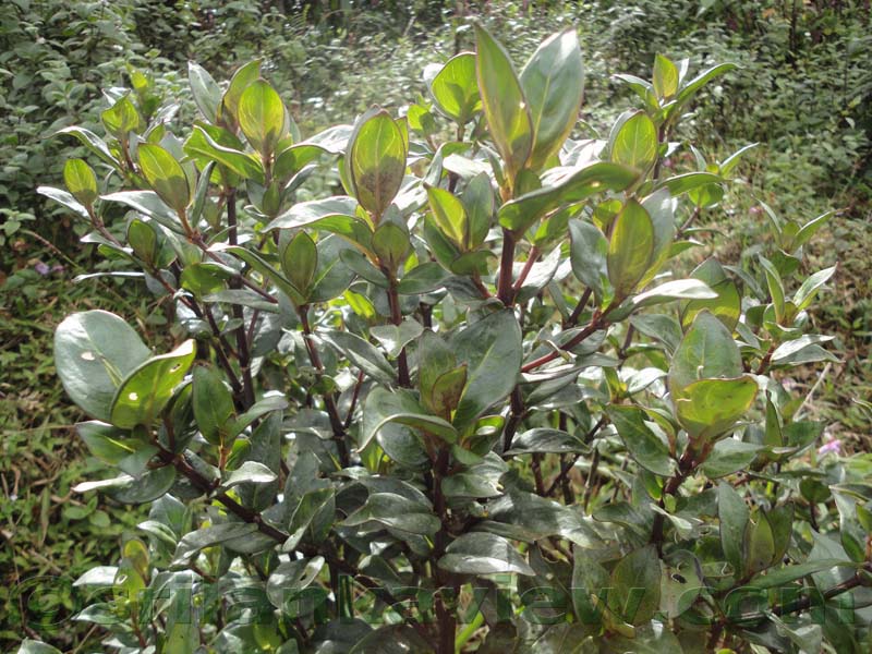 Horton Plains National Park and vicinity