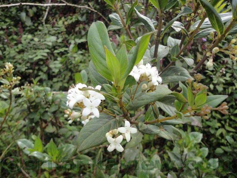 Horton Plains National Park and vicinity