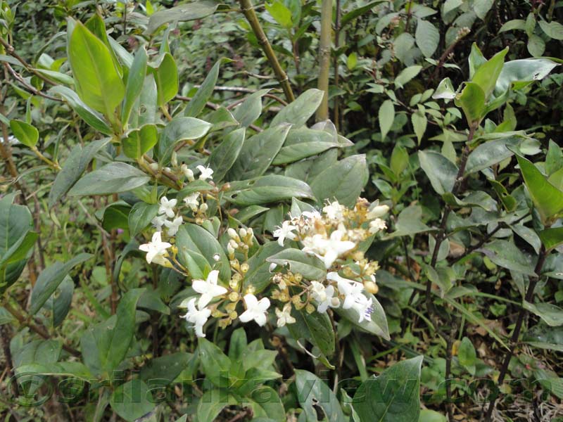 Horton Plains National Park and vicinity