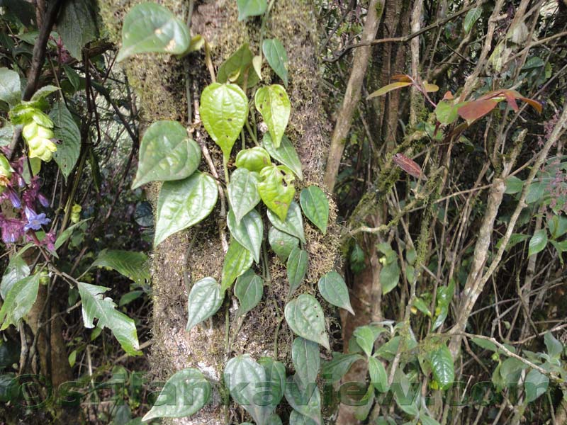 Horton Plains National Park and vicinity