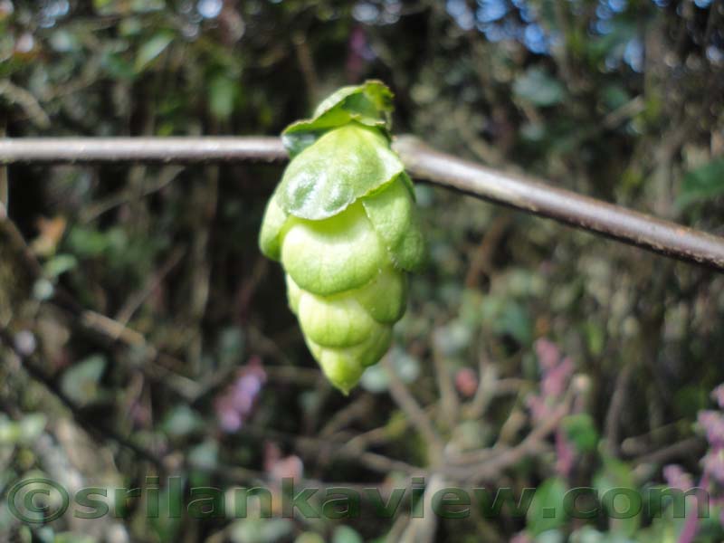 Horton Plains National Park and vicinity