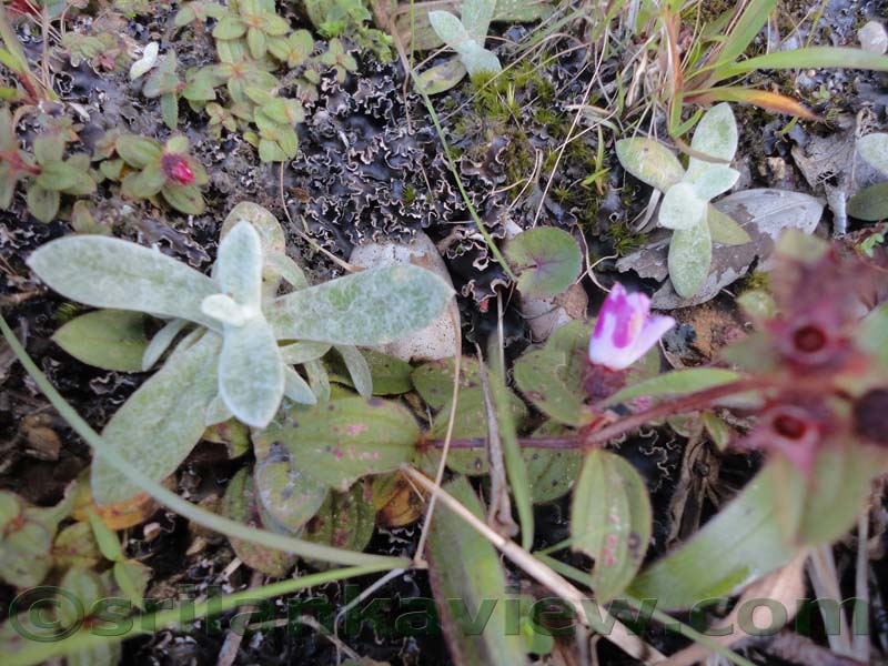 Horton Plains National Park and vicinity