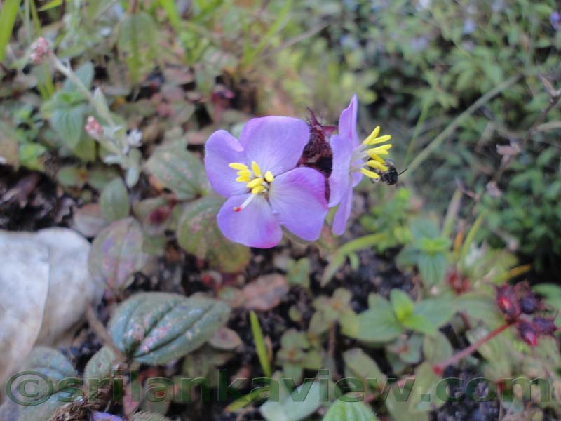 Horton Plains National Park and vicinity