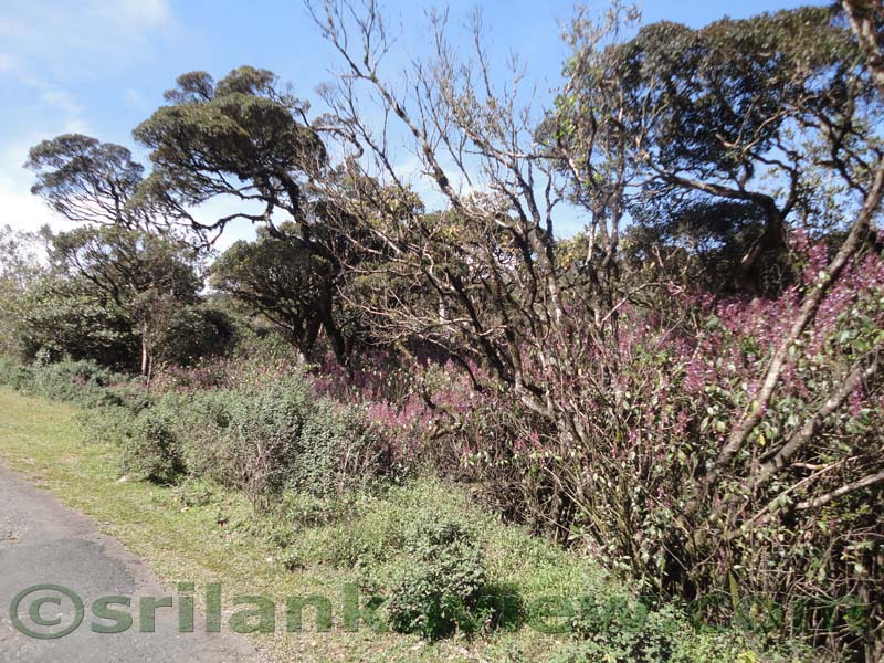 Horton Plains National Park and vicinity
