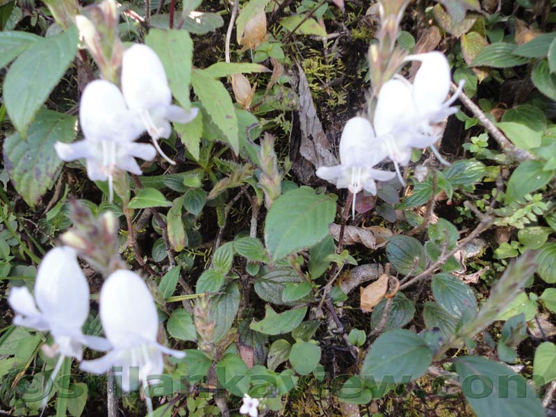 Horton Plains National Park and vicinity
