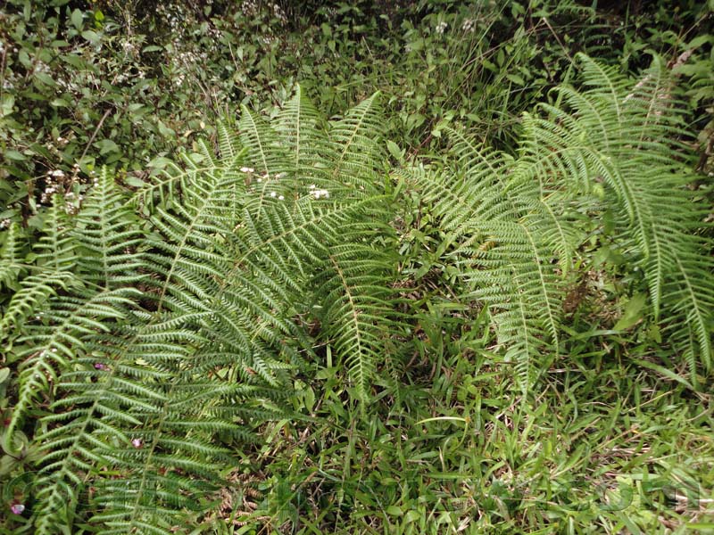 Horton Plains National Park and vicinity