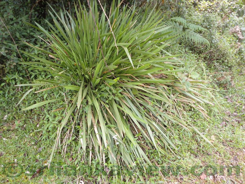 Horton Plains National Park and vicinity