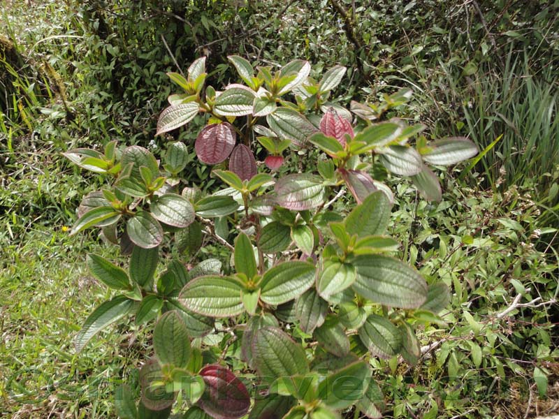 Horton Plains National Park and vicinity