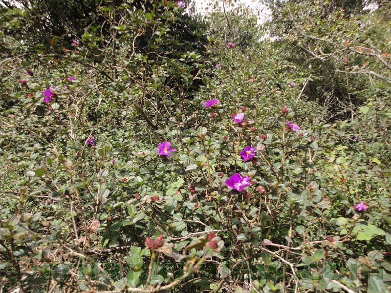 Horton Plains National Park and vicinity