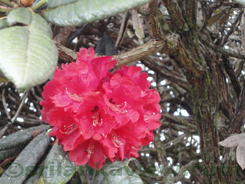 Horton Plains National Park and vicinity