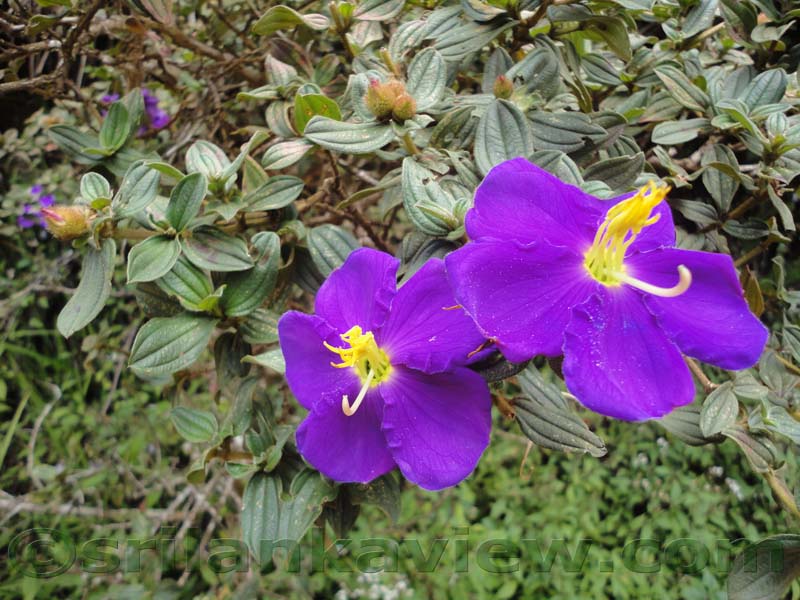 Horton Plains National Park and vicinity