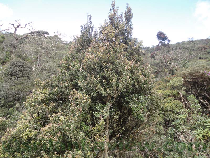 Horton Plains National Park and vicinity
