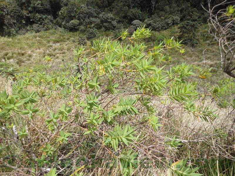Horton Plains National Park and vicinity