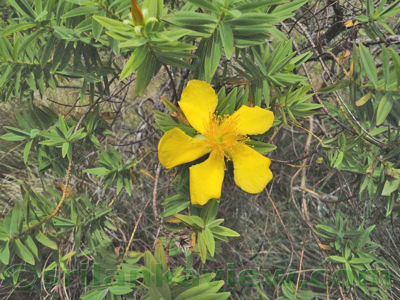 Horton Plains National Park and vicinity
