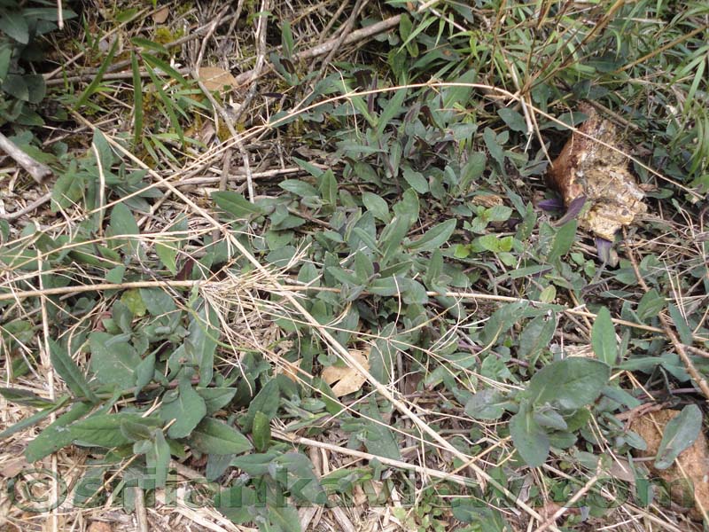 Horton Plains National Park and vicinity
