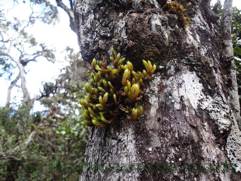 Horton Plains National Park and vicinity