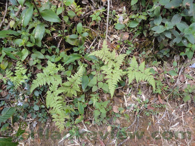 Horton Plains National Park and vicinity
