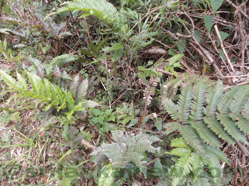 Horton Plains National Park and vicinity