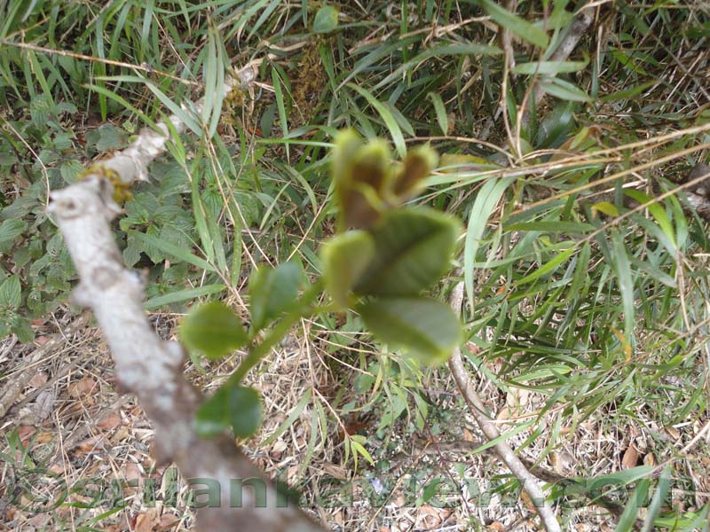 Horton Plains National Park and vicinity