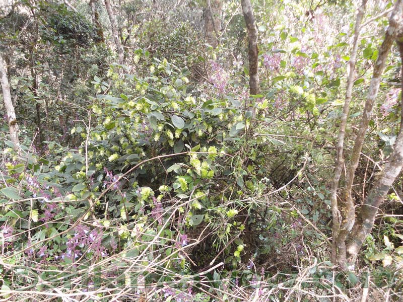 Horton Plains National Park and vicinity