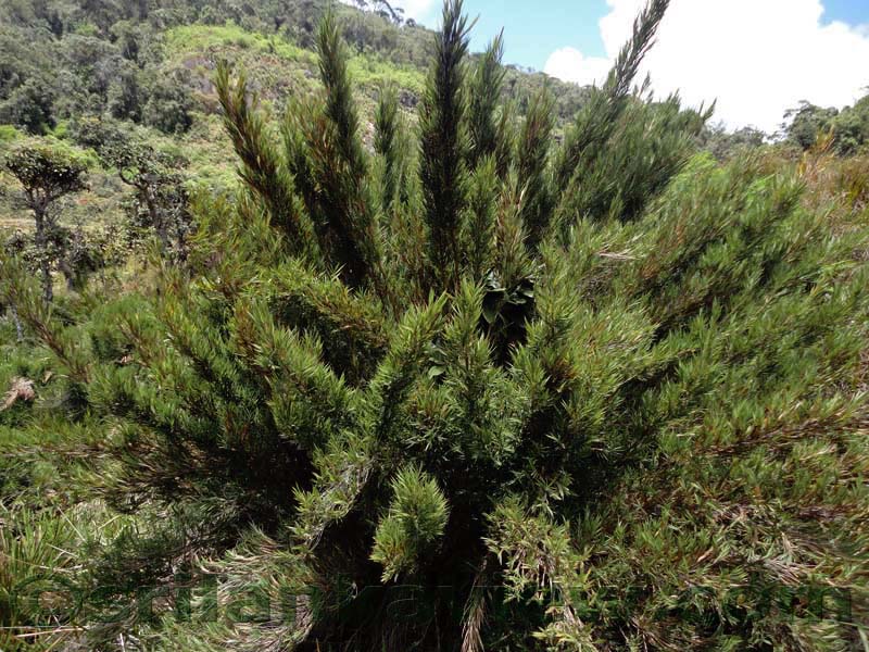 Horton Plains National Park and vicinity