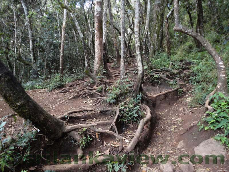 Horton Plains National Park and vicinity