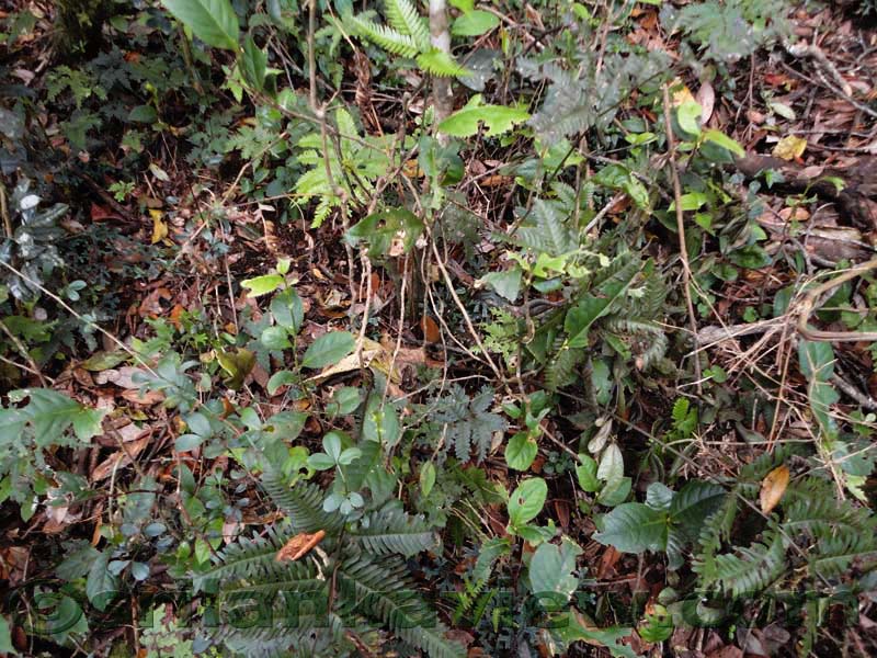 Horton Plains National Park and vicinity