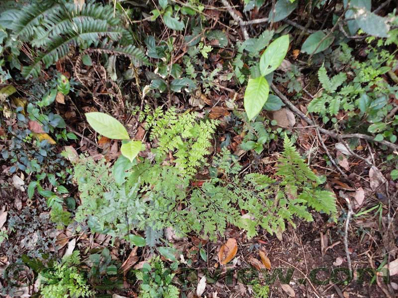 Horton Plains National Park and vicinity