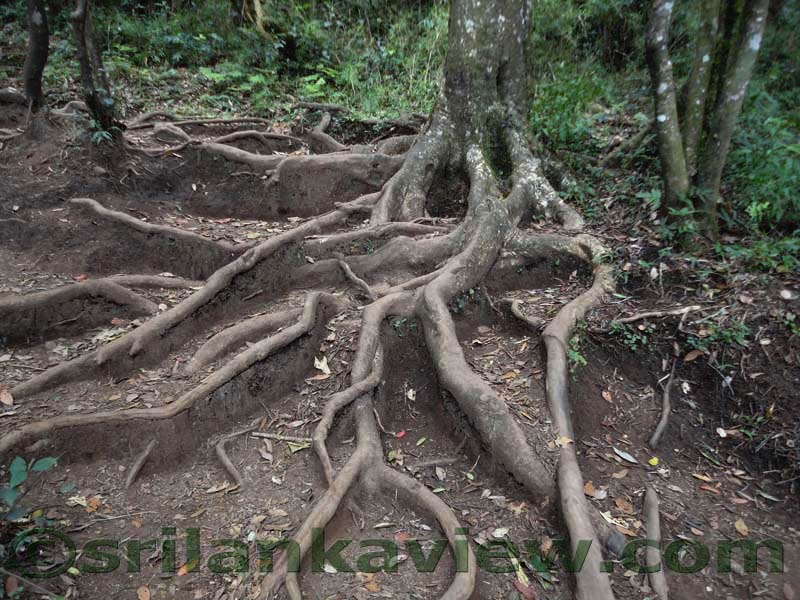 Horton Plains National Park and vicinity