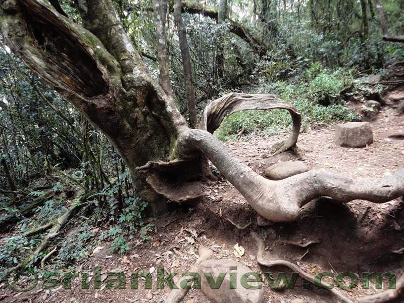 Horton Plains National Park and vicinity