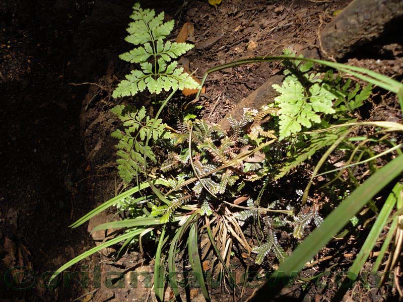 Horton Plains National Park and vicinity