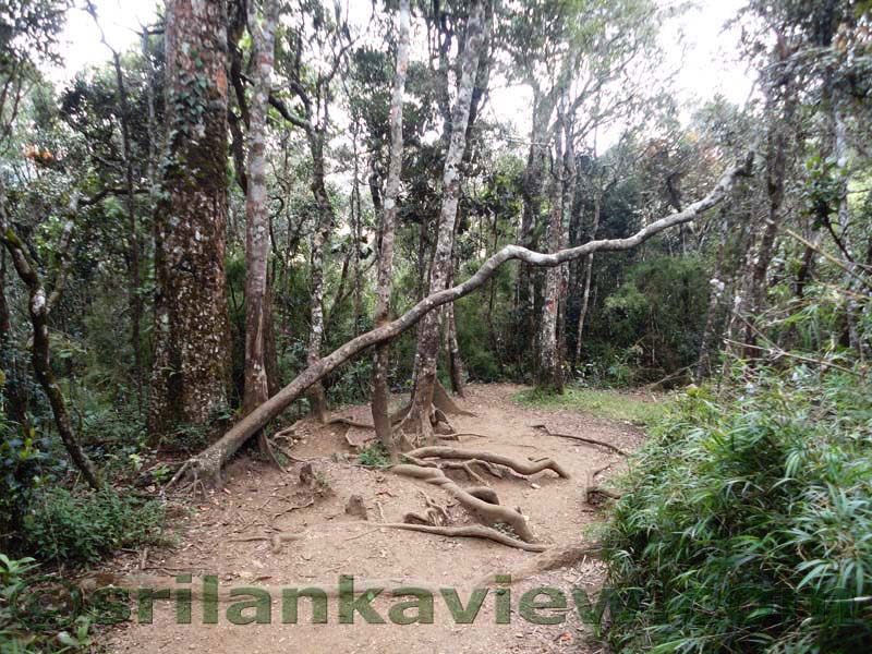 Horton Plains National Park and vicinity