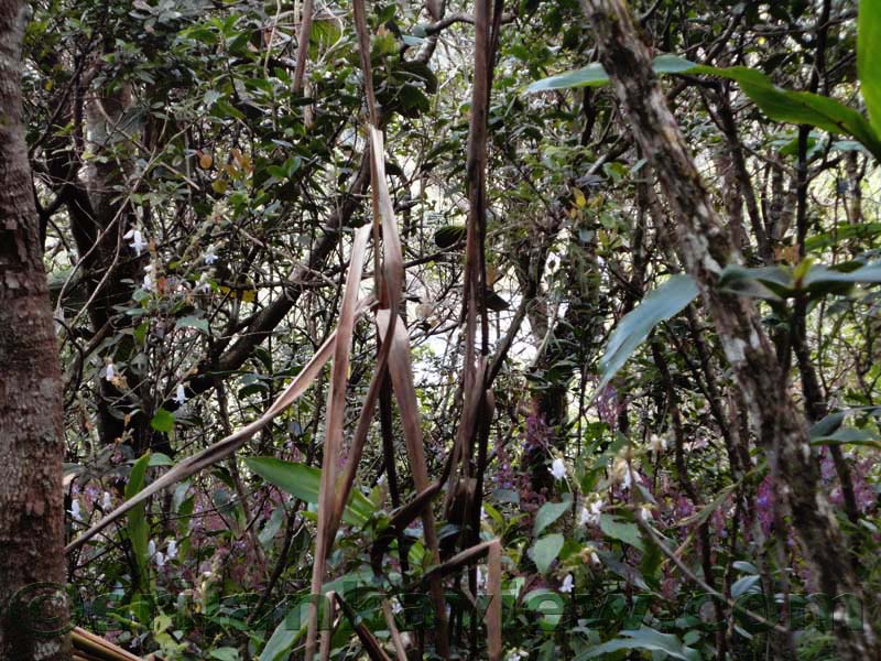 Horton Plains National Park and vicinity