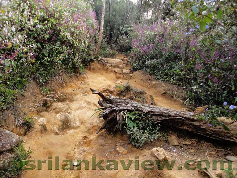 Horton Plains National Park and vicinity